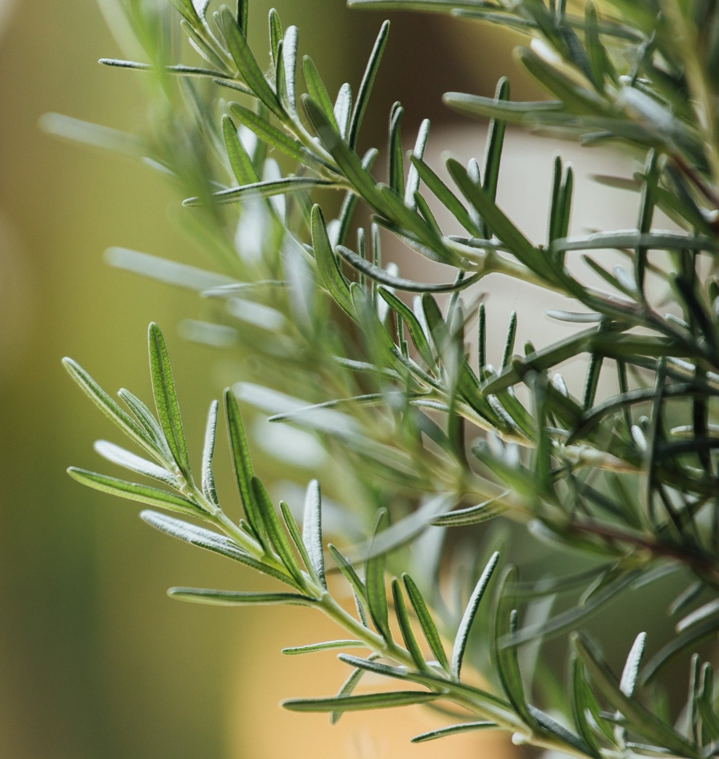 Pure Grass-Fed Canadian Tallow Balm - Best Life Apparel