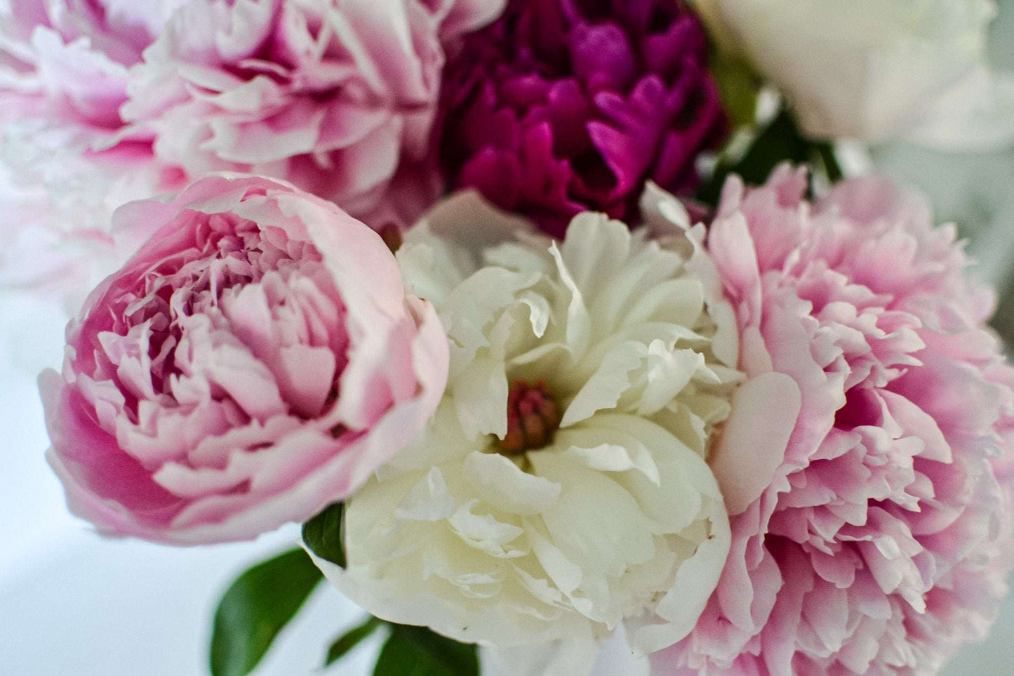 Close-up of pink and white flowers with a blurred background