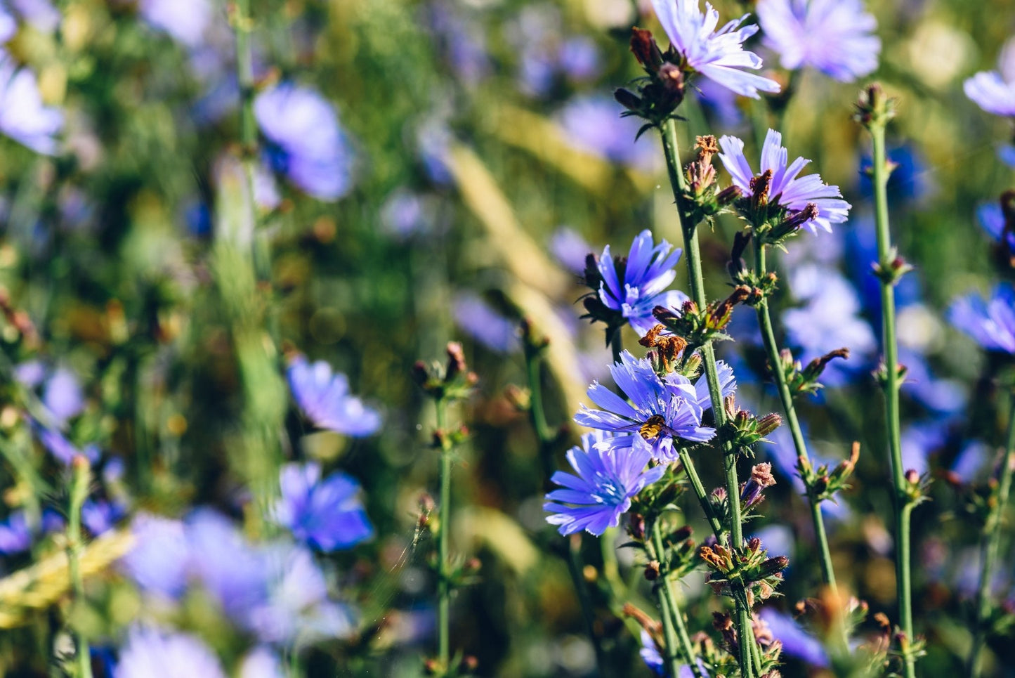 Close-up of blue flowers with a blurred green and purple background