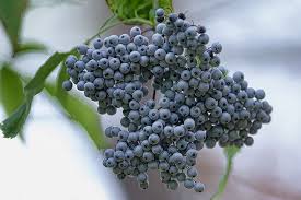 Bunch of elderberries on a branch with a blurred background